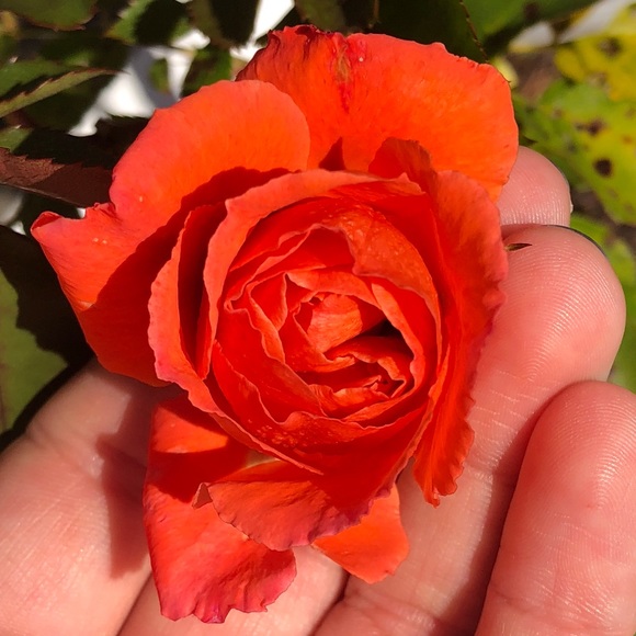 Meet your Posher, Michelle - Picture 1 of 2